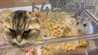 トムとジェリー