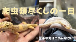 爬虫類尽くしの一日🐍