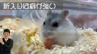 新入りは癖が強い
